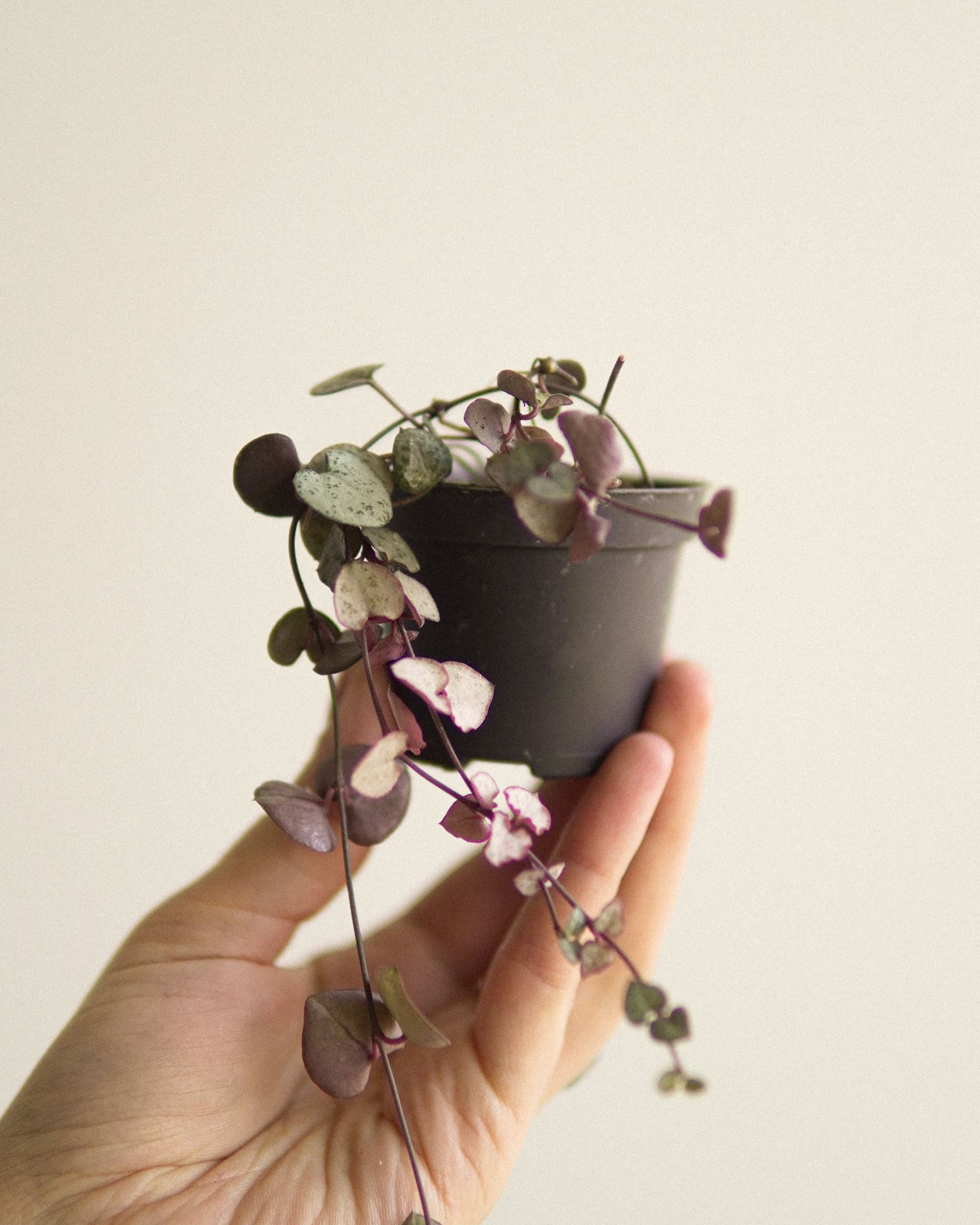 ceropegia woodii